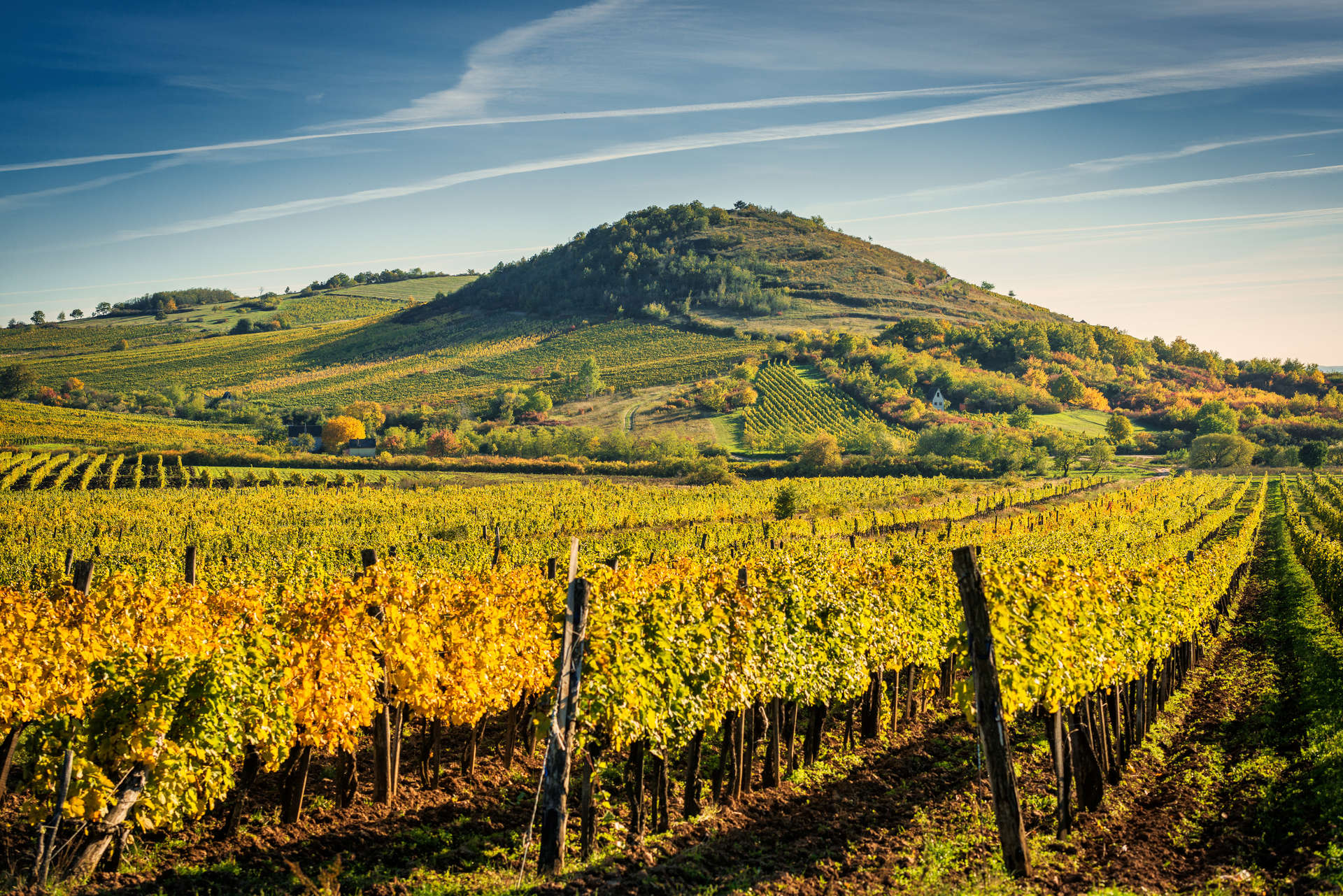 View of a vineyard