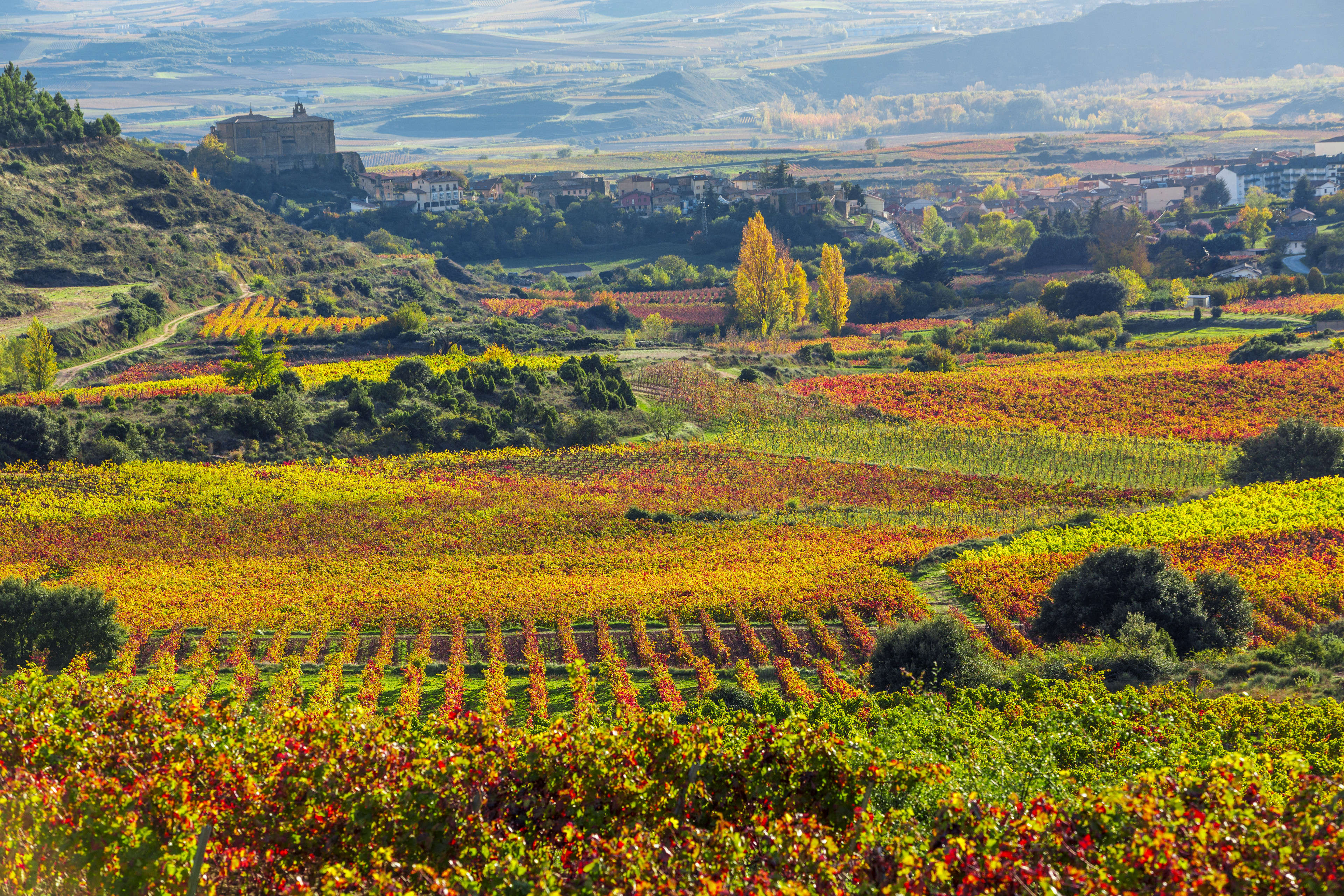 Viñedos en La Rioja