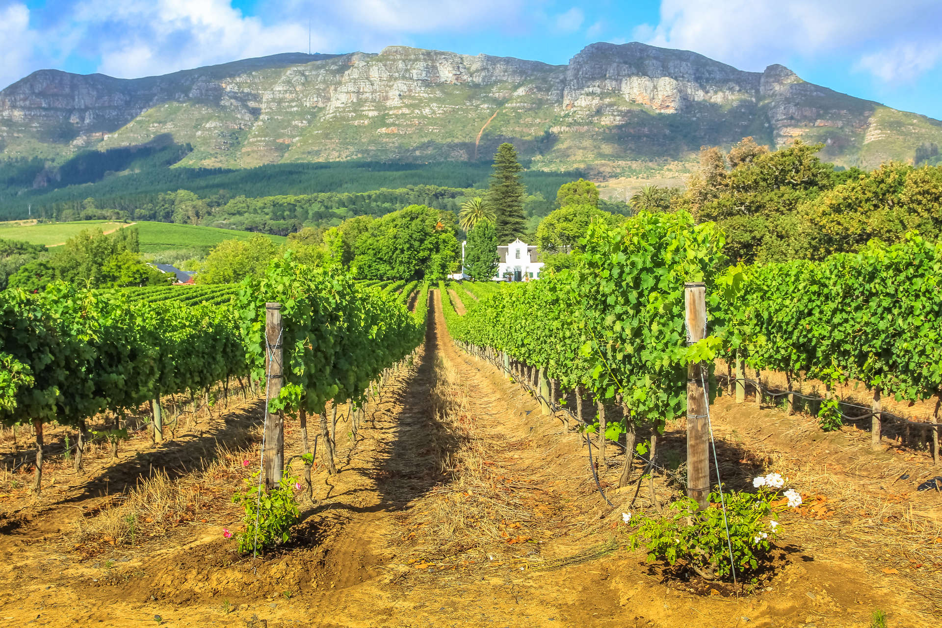 Vineyard with rows of grapes in the scenic landscape of Stellenbosch, near Cape Town