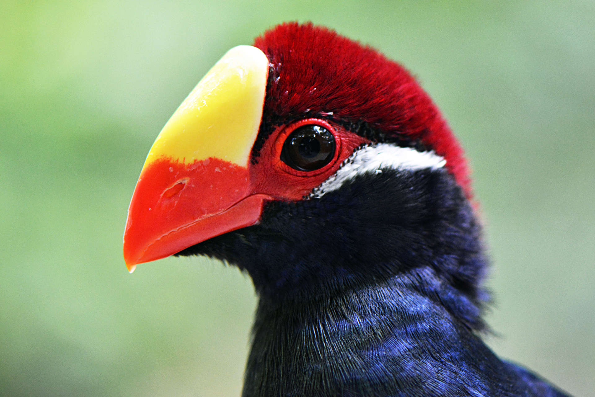 Violet Turaco in safari