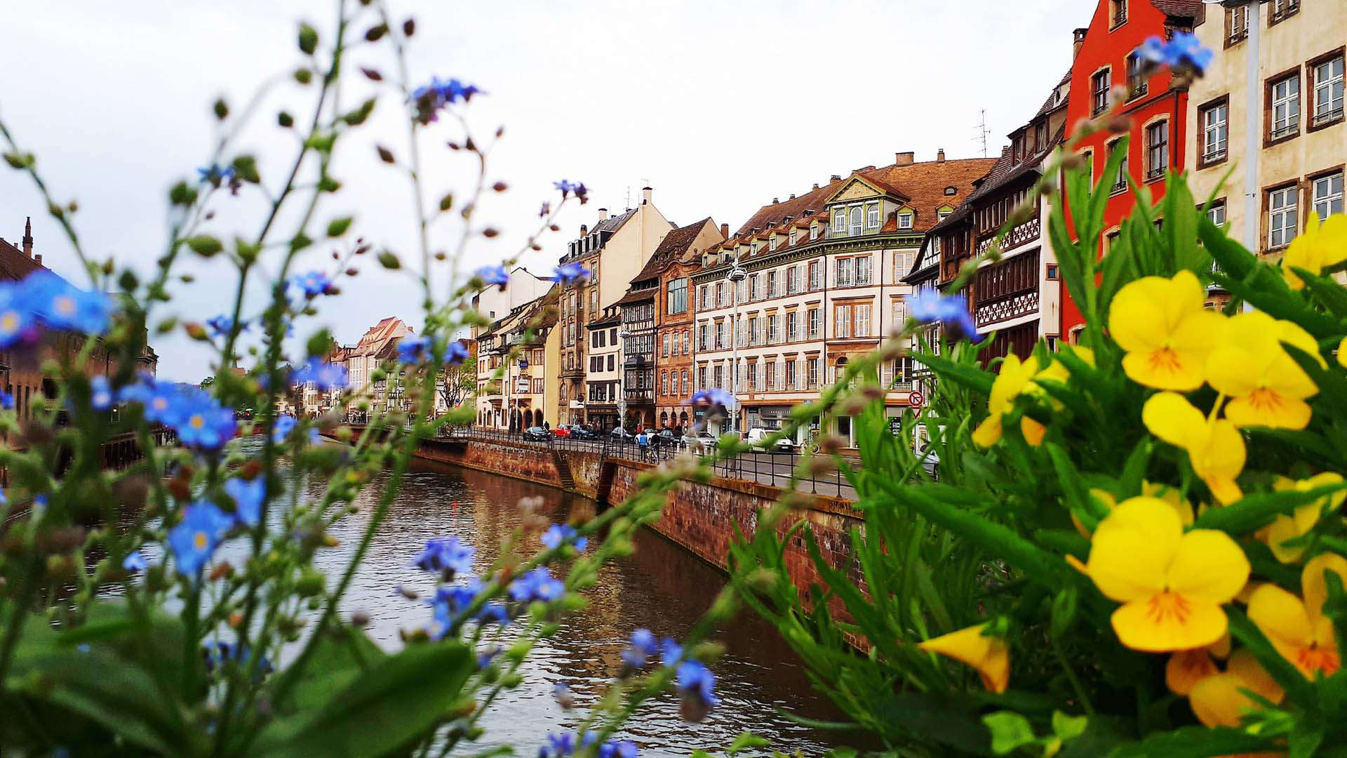 Warm up during spring with lovely floral scenes in Alsace