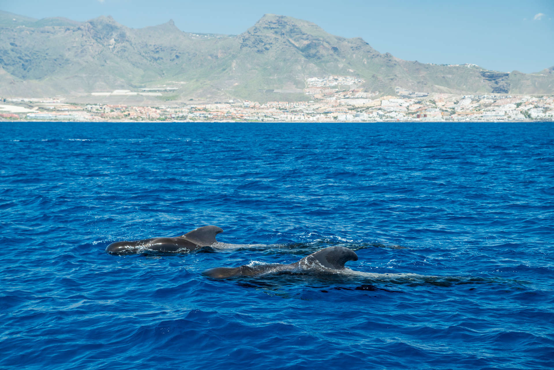 Whale Watching in Tenerife