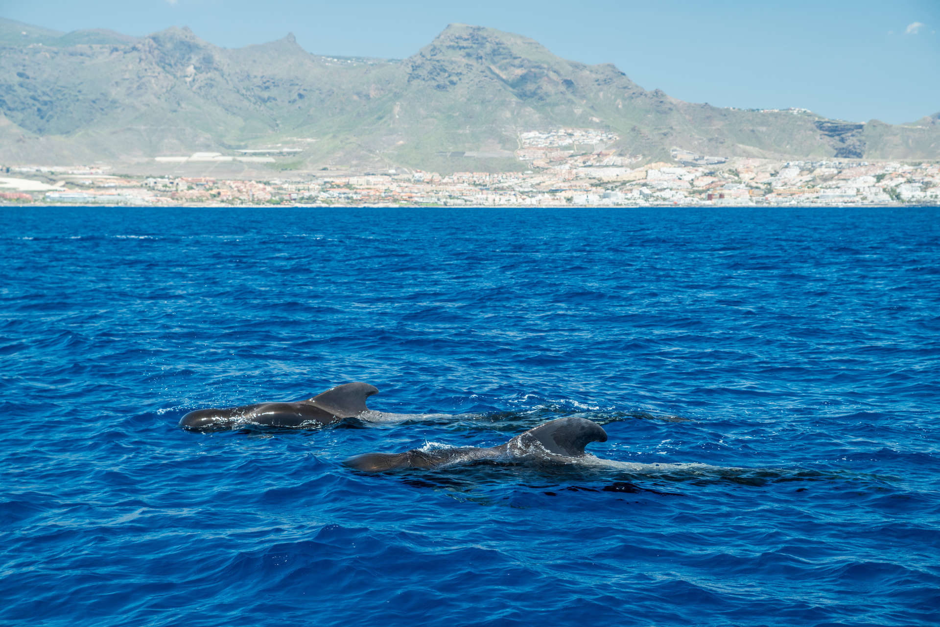 Whale Watching in Tenerife