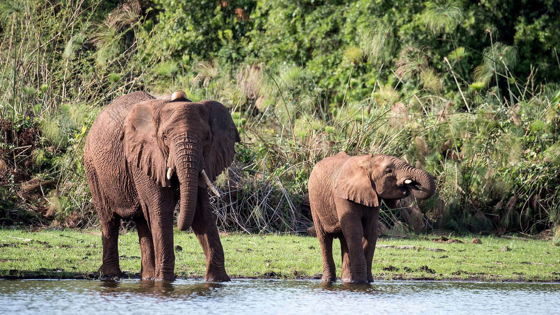 Wildlife holidays with elephants at Akagera National Park