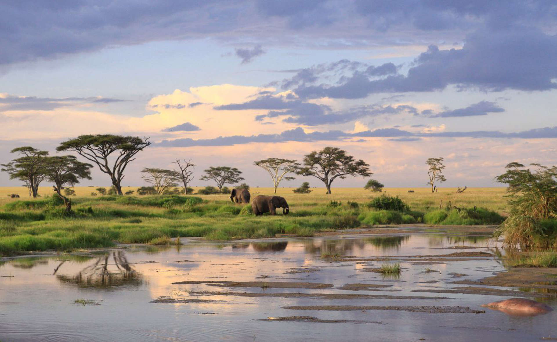 Wybierz się na safari w Tanzanii