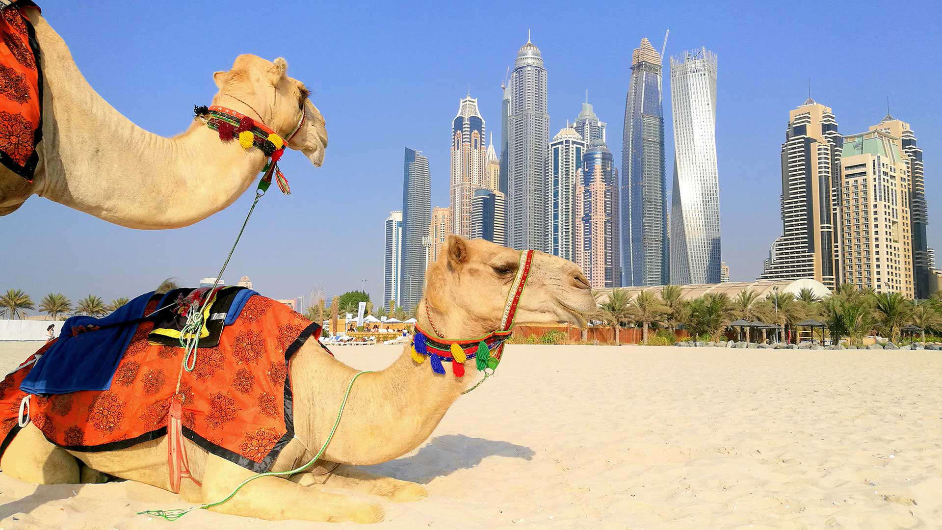 Camellos en la arena con el skyline de Dubái al fondo