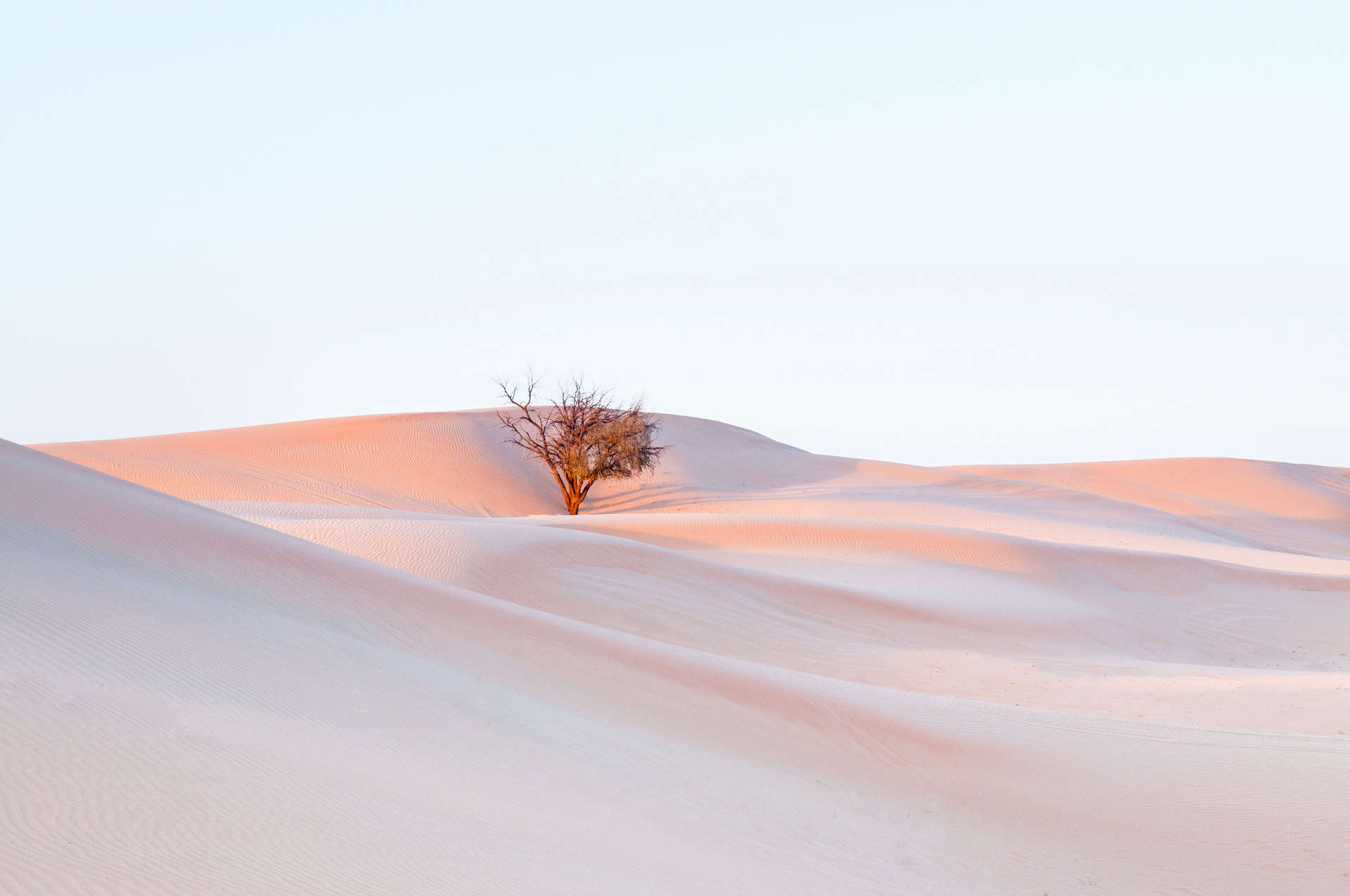 Tree in the desert in Al Wathba