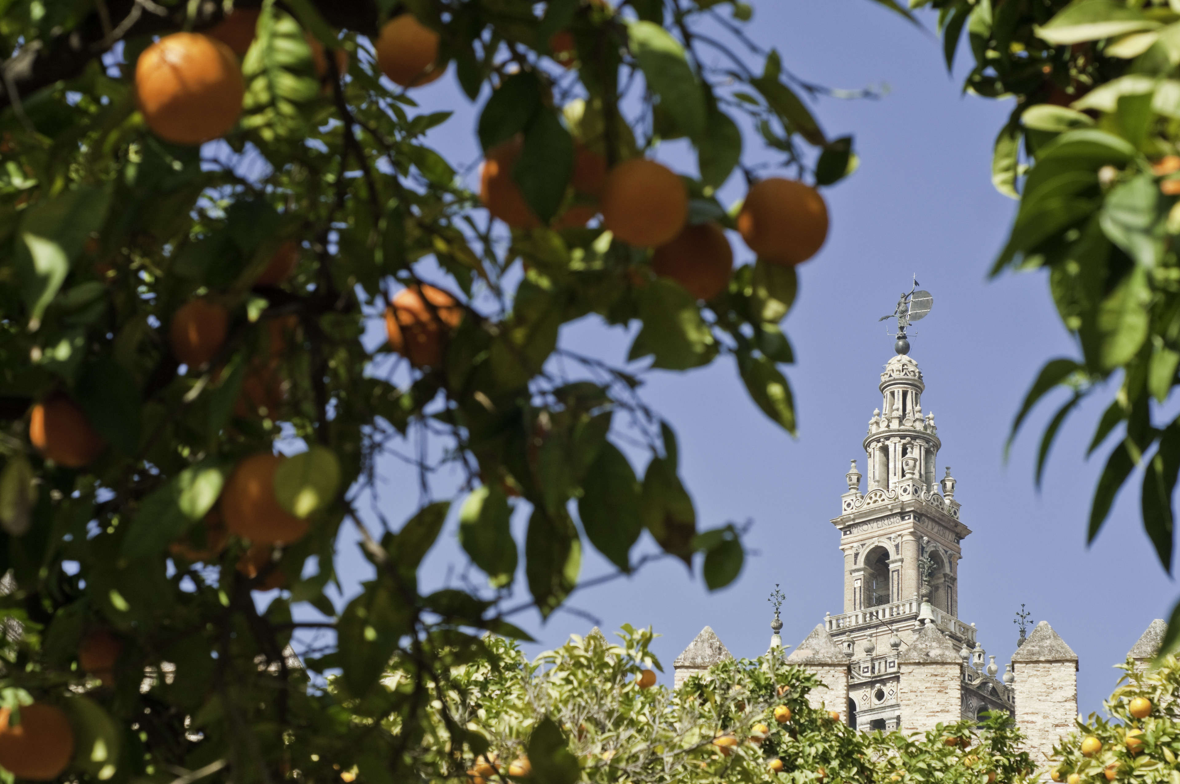 Seville oranges