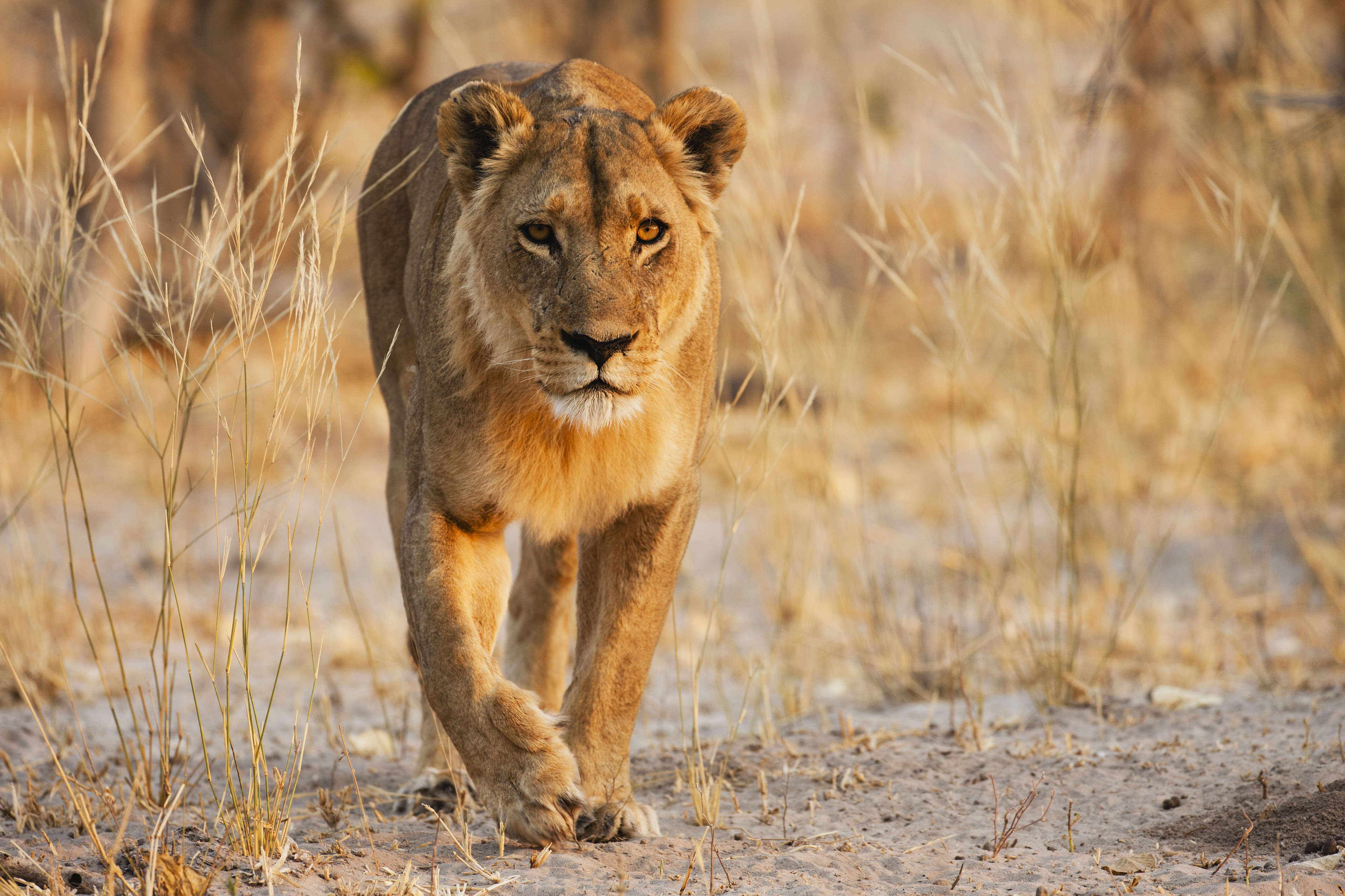 Moremi Game Reserve