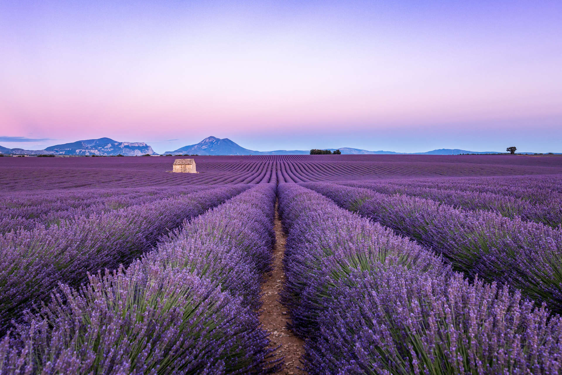 The lavender fields of Provence