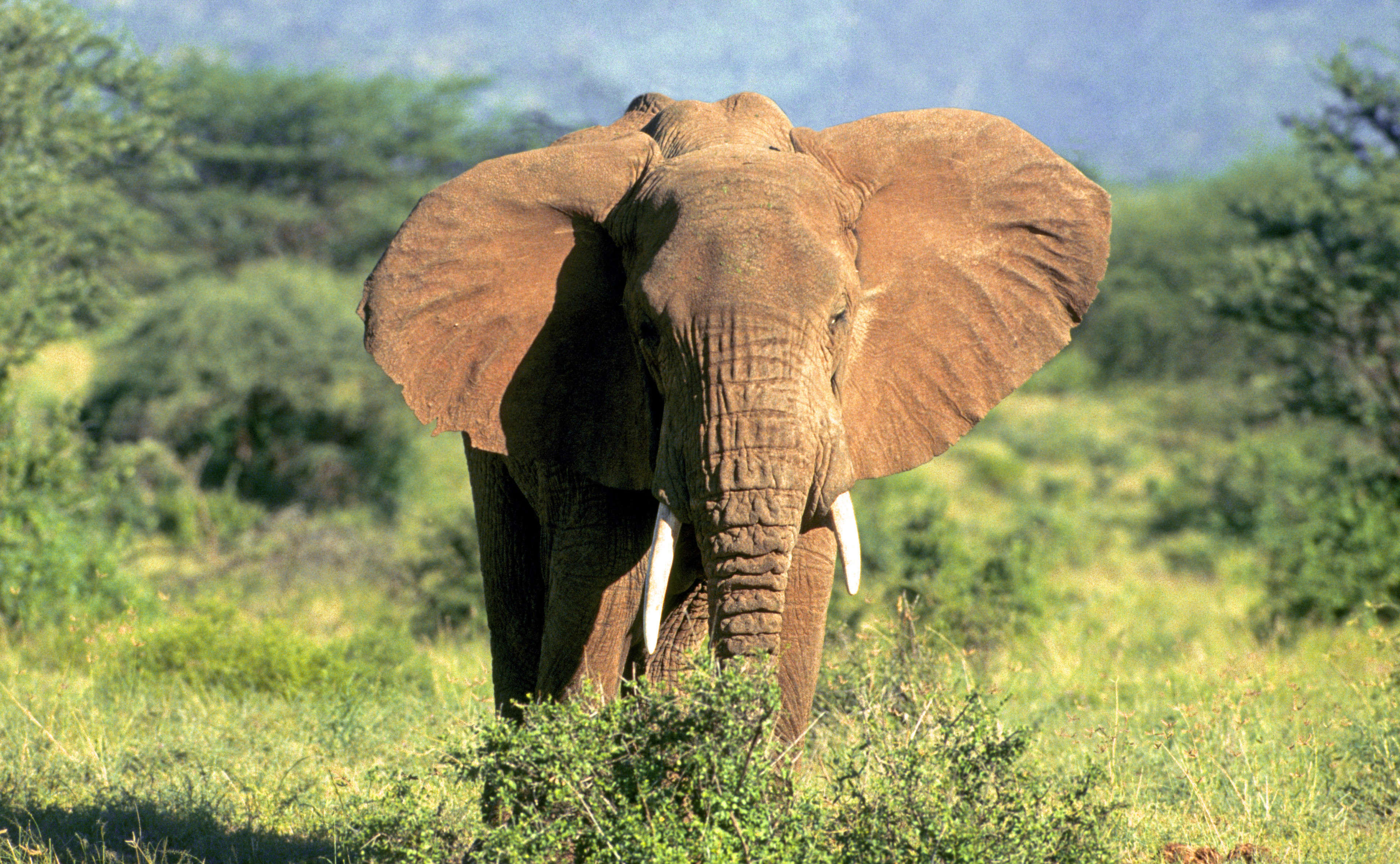 Samburu National Reserve in northern Kenya