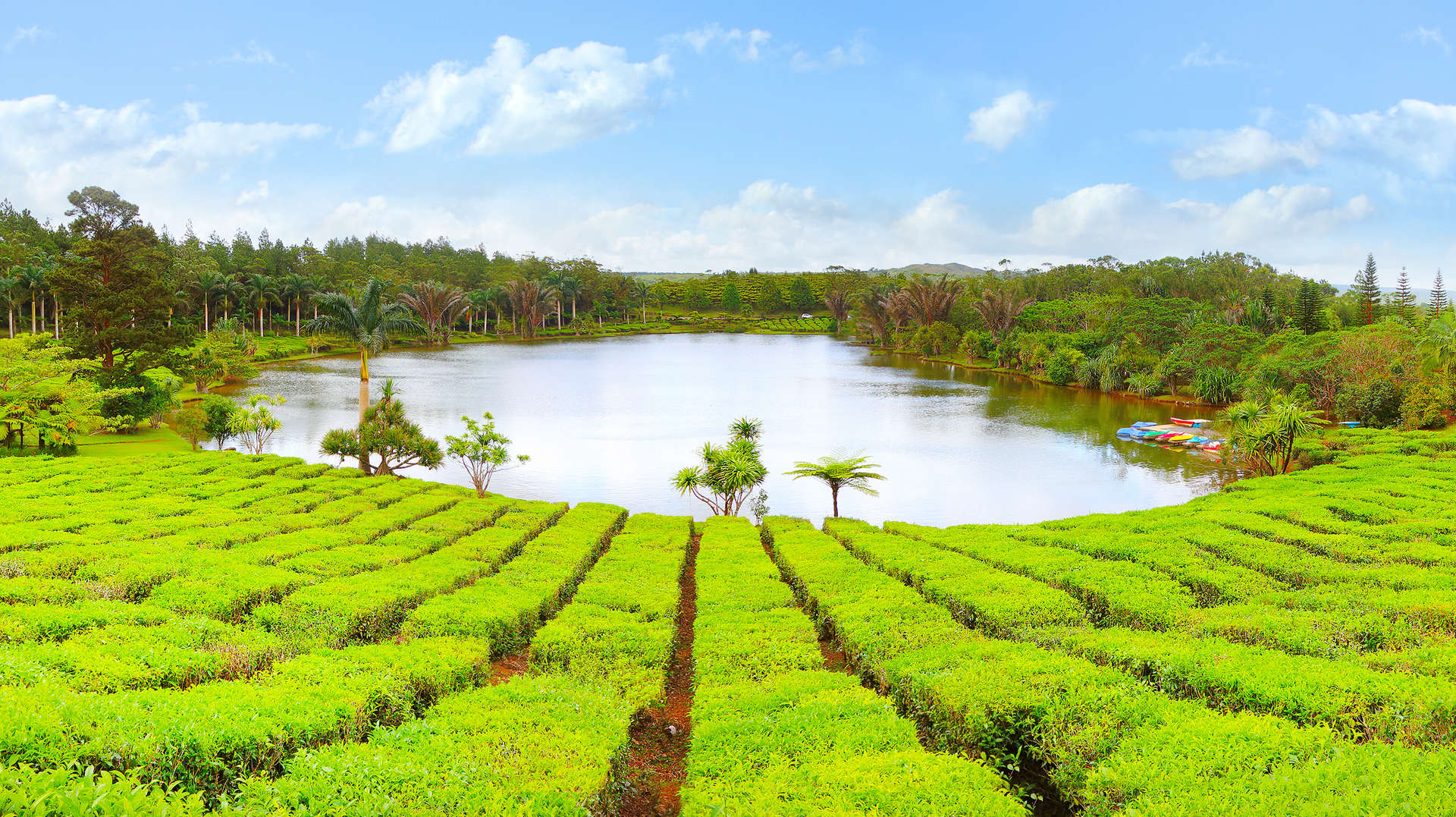 Tea plantation, Mauritius