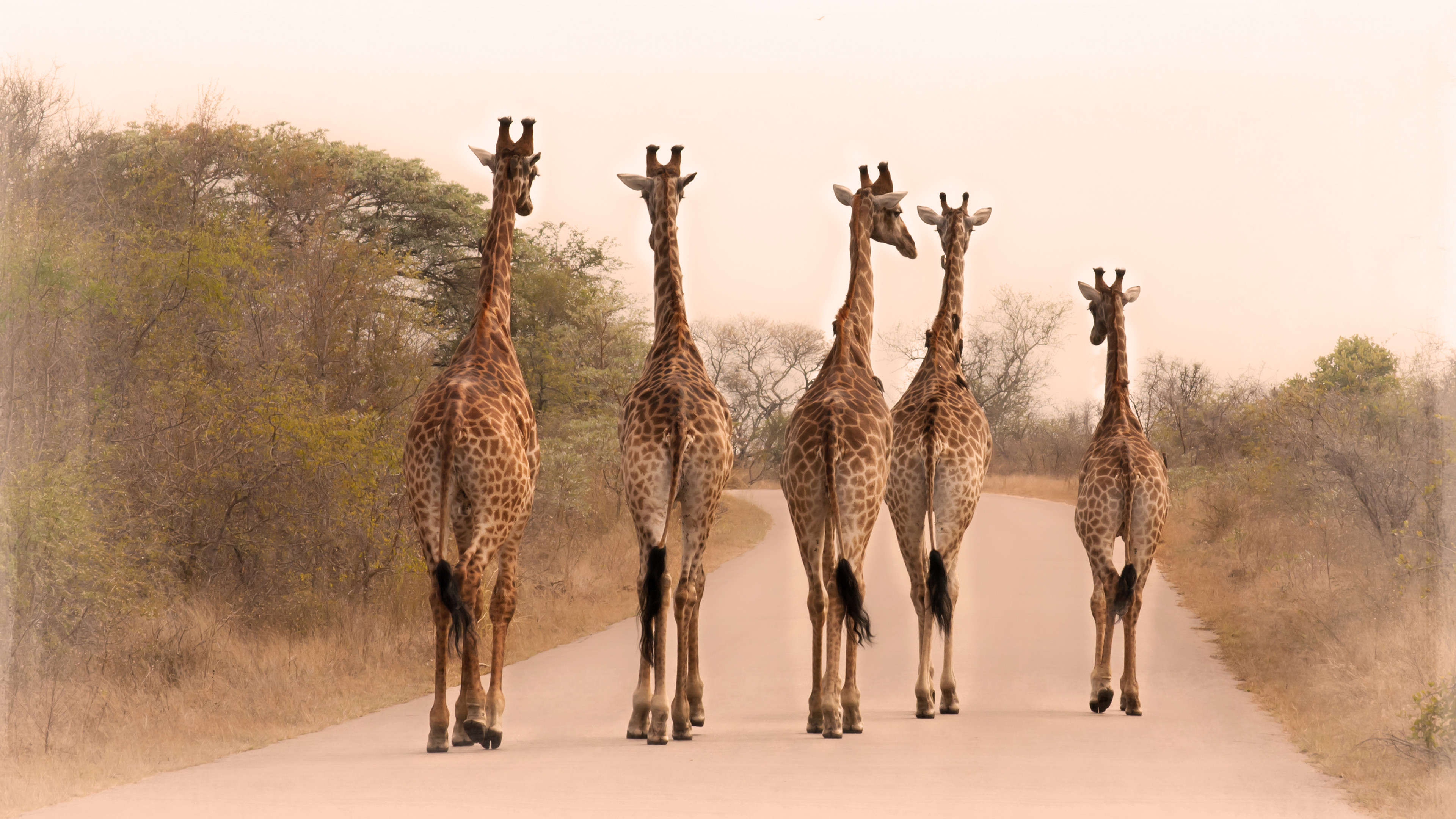 Giraffes