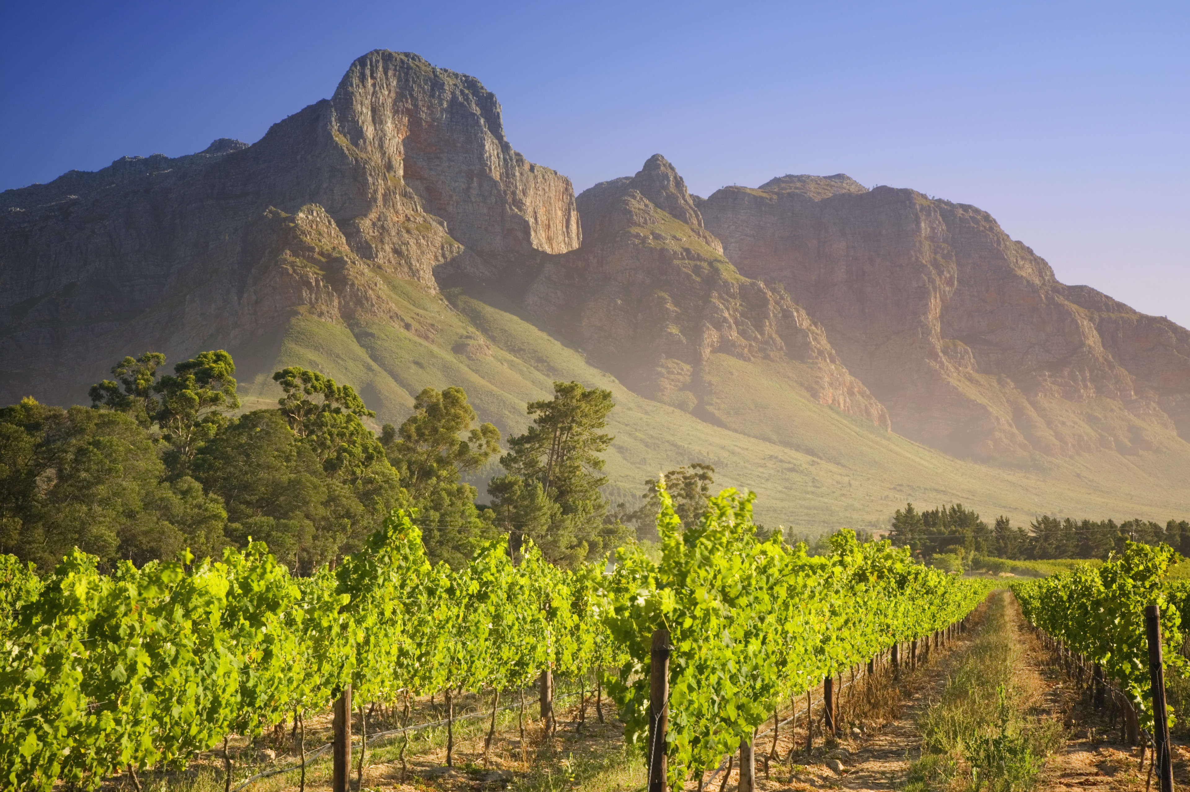 Vineyard in South Africa
