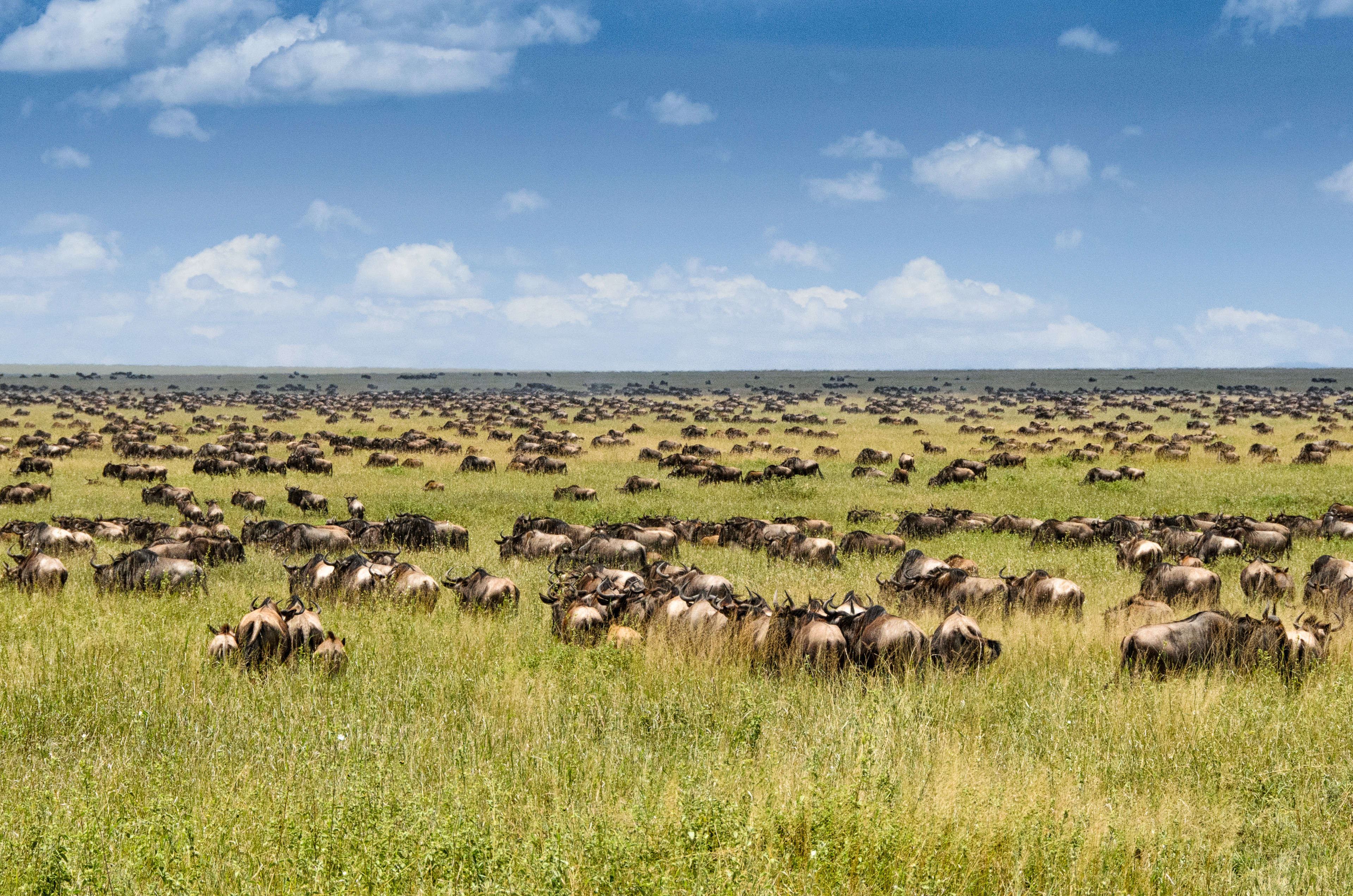 Migration of wildebeest on the Serengeti