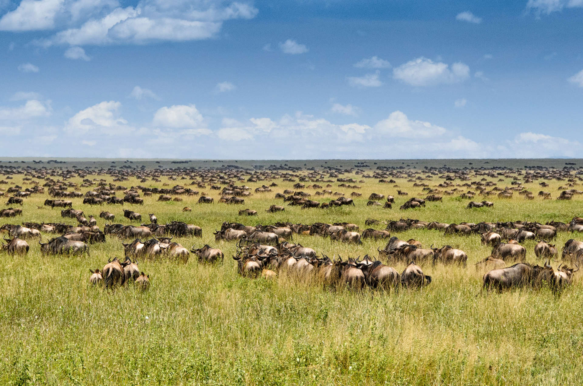 Migration of wildebeest on the Serengeti