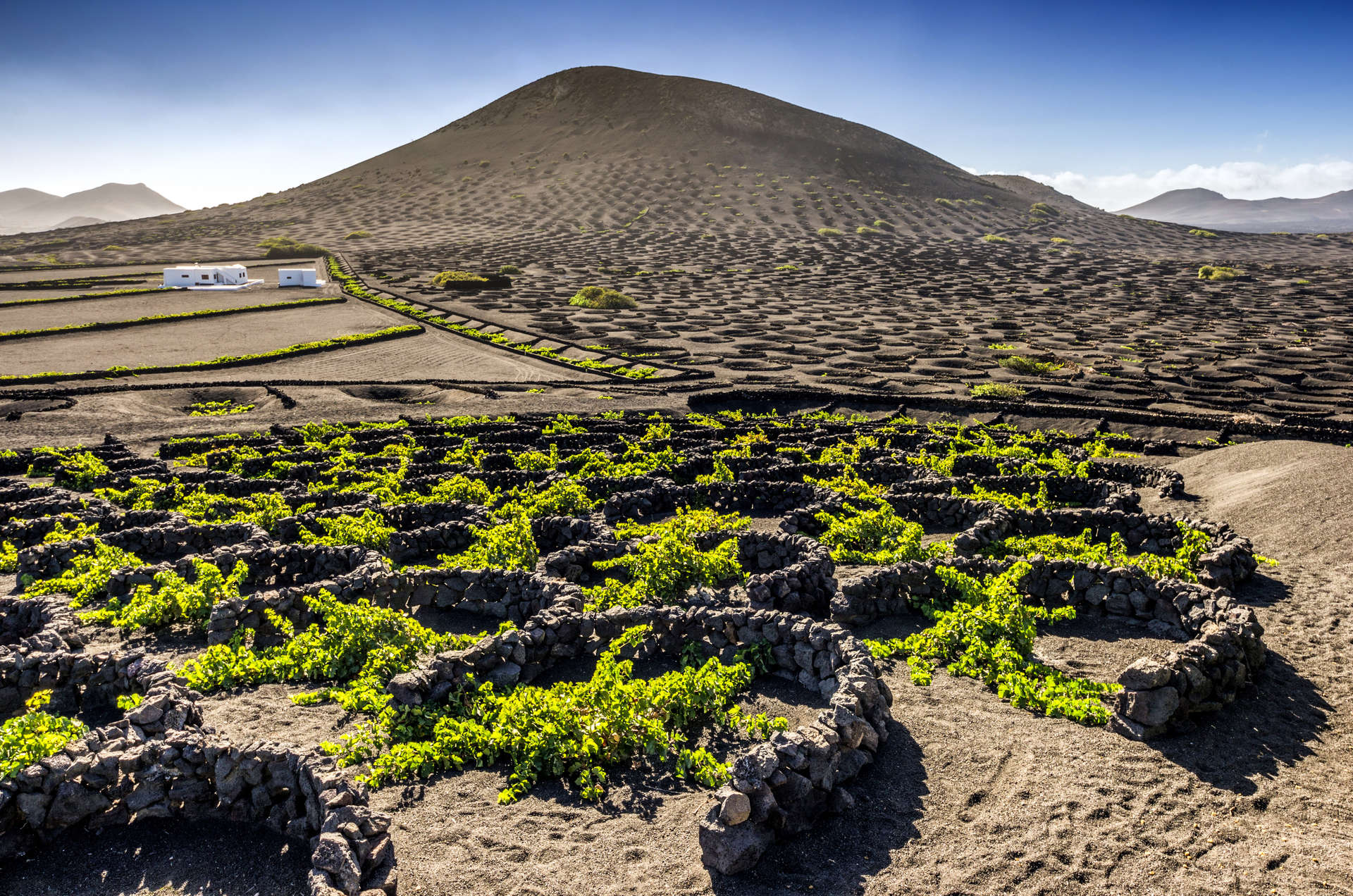 Lanzarote is famed for its volcanic white wines