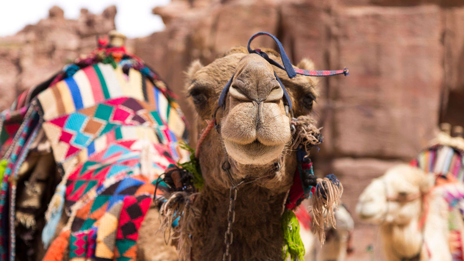 camello mirando a la cámara