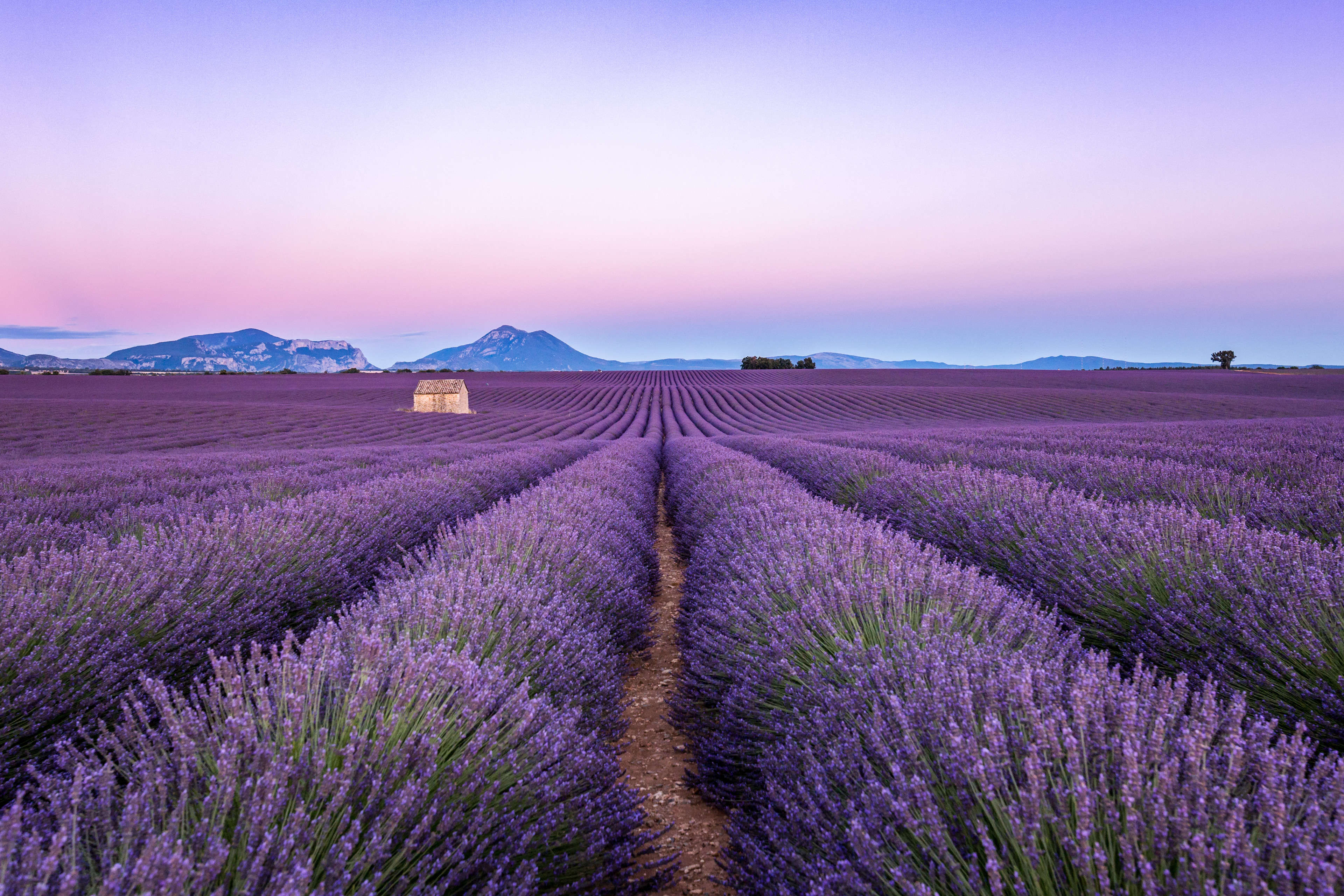 Les champs de lavande de Provence