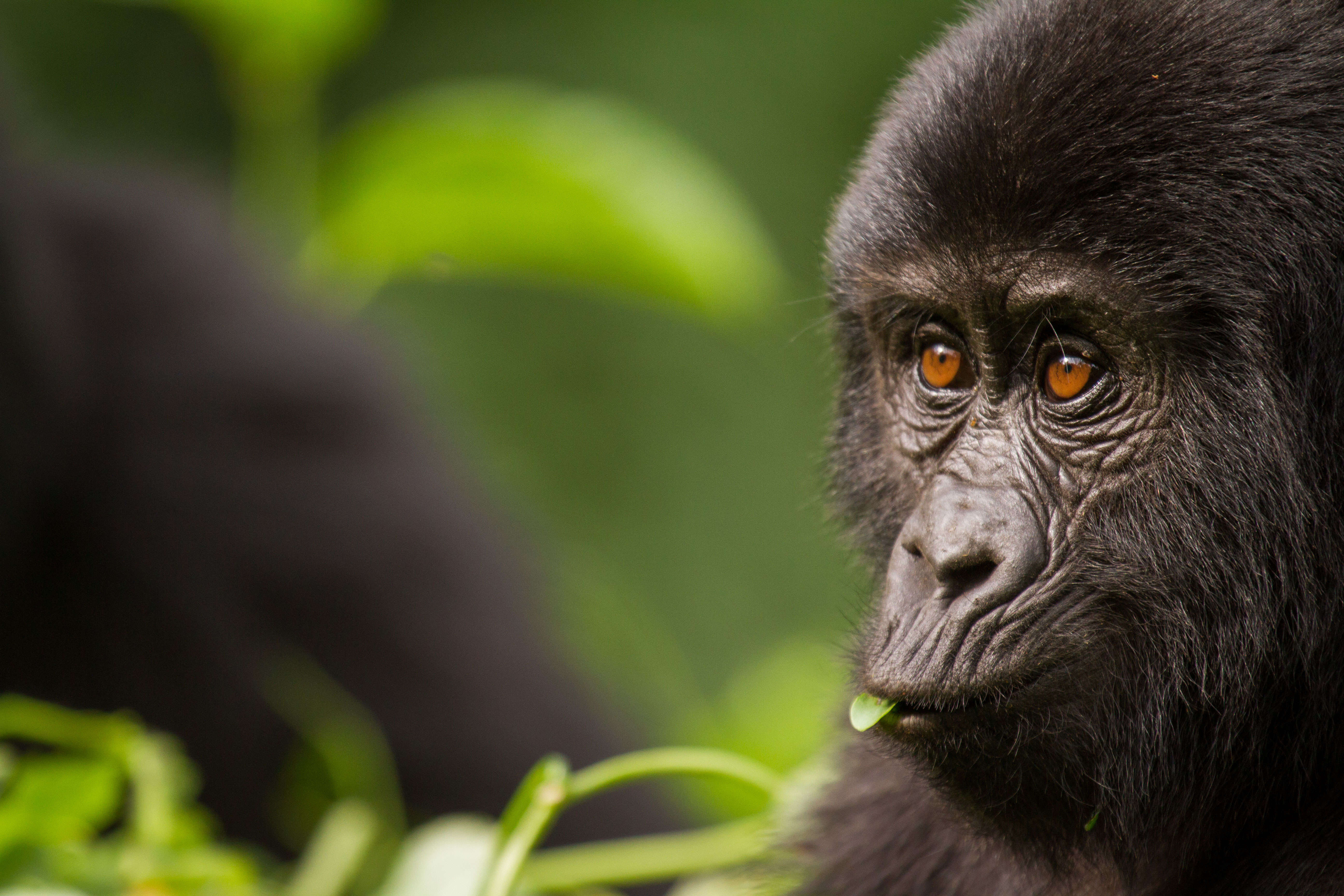 June is a great time to see mountain gorillas in Rwanda
